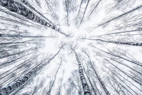 Tree Close-Ups: Upside Down by Stefan Hefele