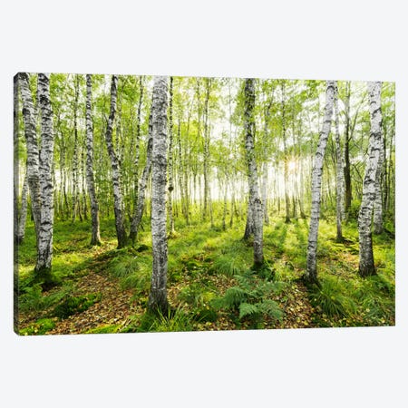 Birch Forest I Canvas Print #STF17} by Stefan Hefele Canvas Print
