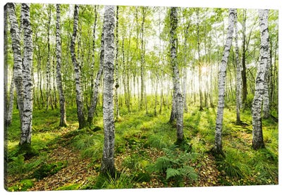 Birch Forest I Canvas Art Print - Stefan Hefele