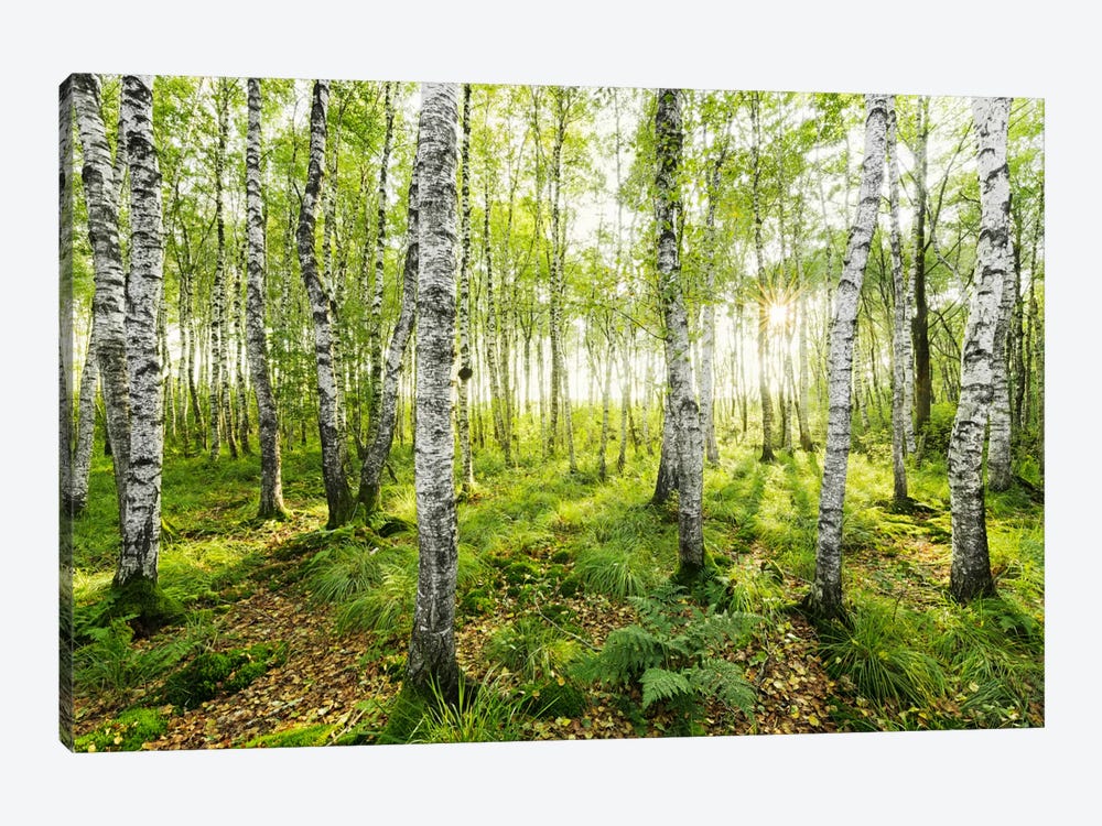 Birch Forest I by Stefan Hefele 1-piece Canvas Wall Art