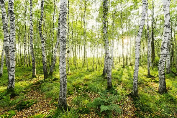 Picturesque Photographers: Birch Forest I by Stefan Hefele