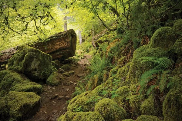 Take A Hike: Watterfall Path by Stefan Hefele