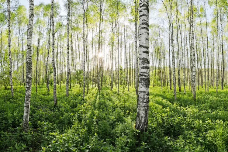 Birch Forest II