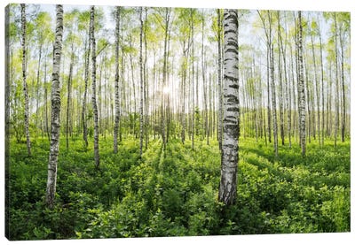 Birch Forest II Canvas Art Print - Stefan Hefele