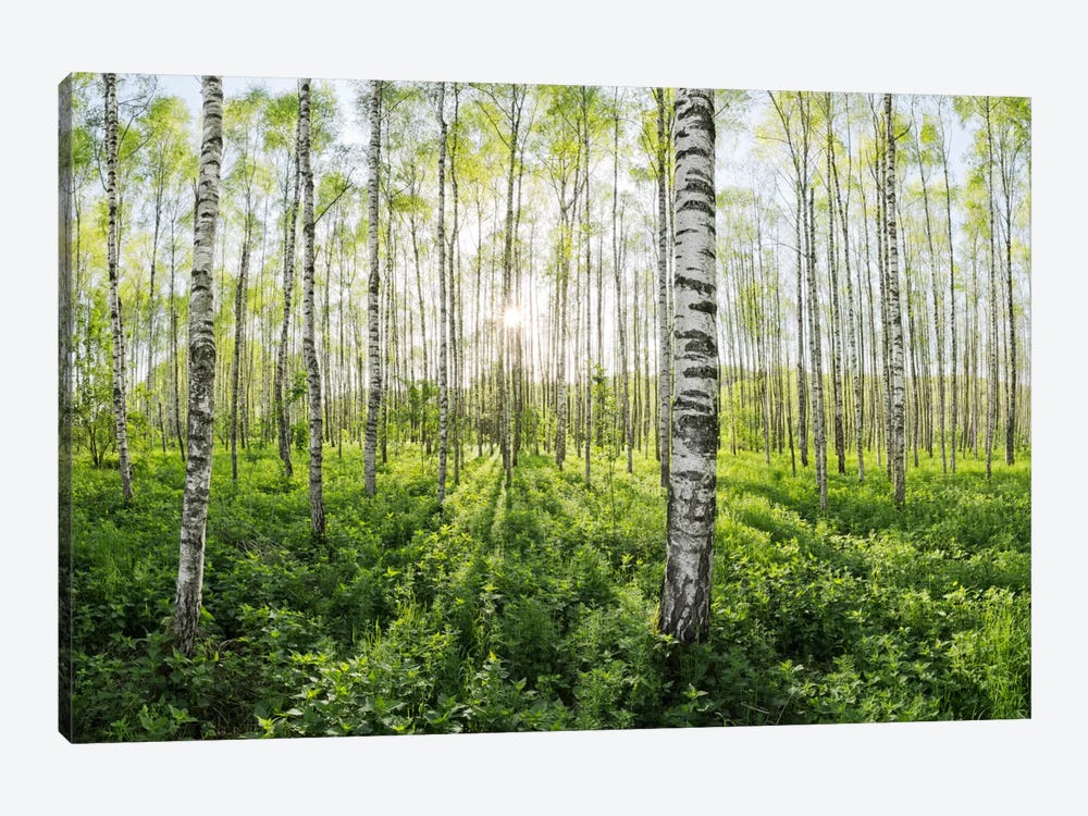 Birch Forest II by Stefan Hefele 1-piece Canvas Art Print