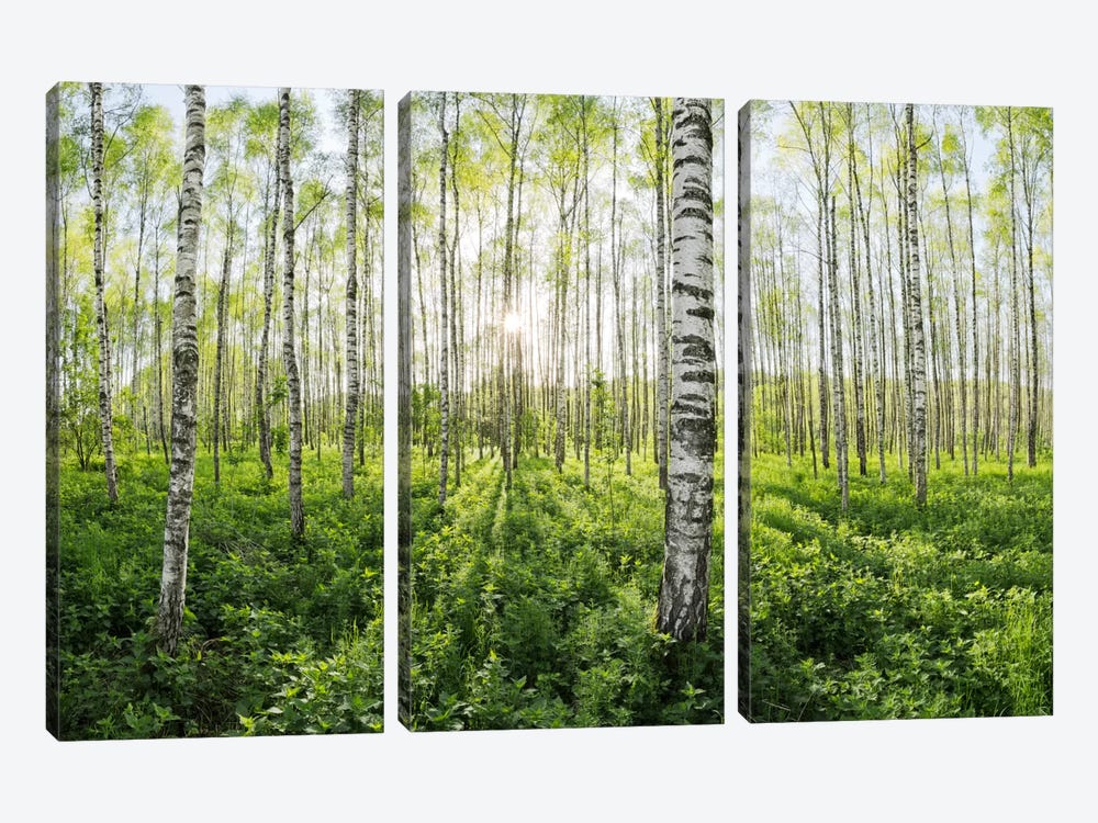 Birch Forest II by Stefan Hefele 3-piece Canvas Art Print