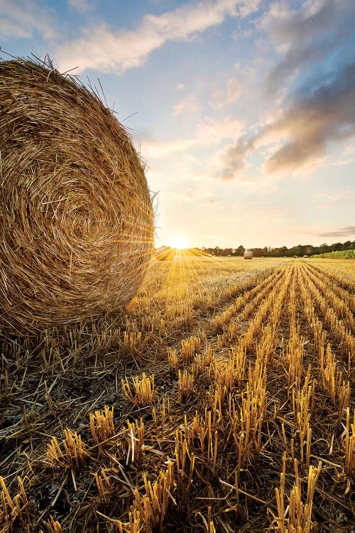 Country Gold by Stefan Hefele wall art