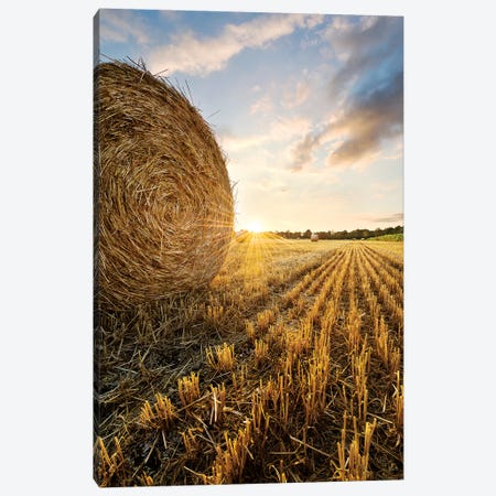 Country Gold Canvas Print #STF197} by Stefan Hefele Art Print