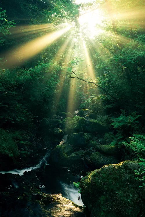 Divine, Vertical by Stefan Hefele wall art