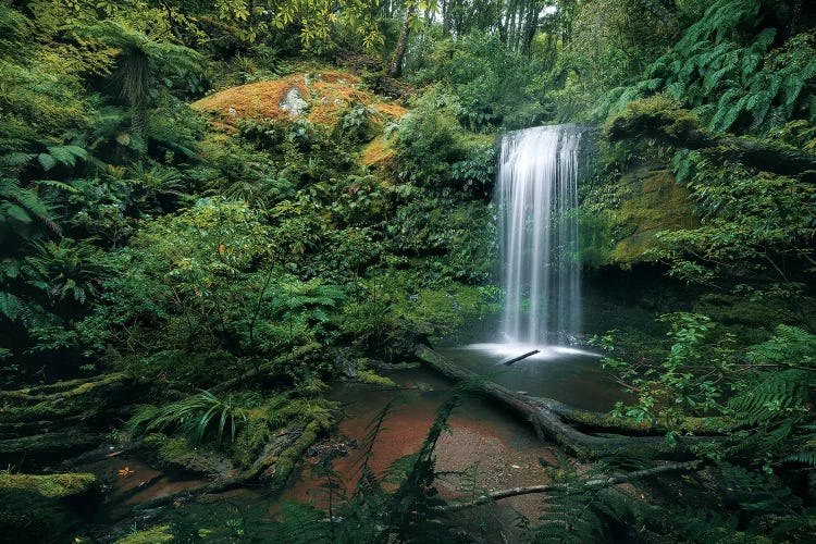 Fern Garden