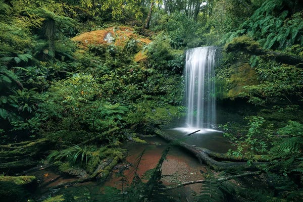 Stefan Hefele: Fern Garden by Stefan Hefele