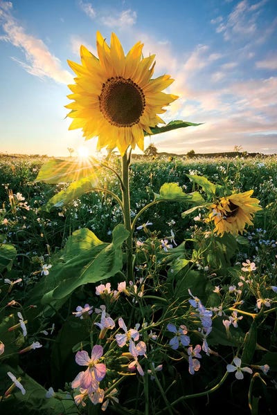 Wildflowers: Flowering Tales by Stefan Hefele
