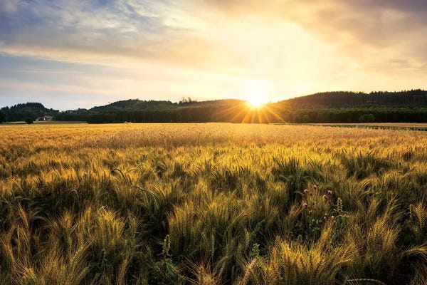 Stefan Hefele: Golden Land by Stefan Hefele