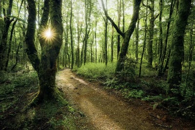 Gruener Pfad by Stefan Hefele framed canvas print