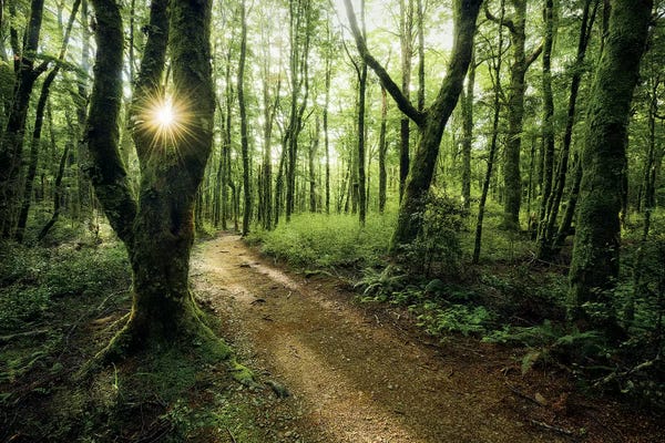 Stefan Hefele: Gruener Pfad by Stefan Hefele