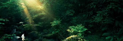 Irish Pills by Stefan Hefele acrylic art print