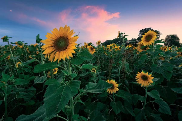 Stefan Hefele: Sunflower Tale by Stefan Hefele