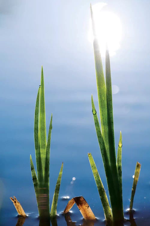 Swamp Lily