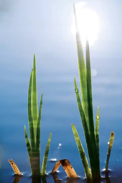 Stefan Hefele: Swamp Lily by Stefan Hefele