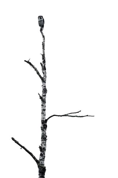 The Owl by Stefan Hefele framed canvas print