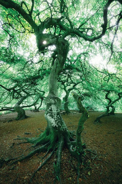 Witches Woods by Stefan Hefele acrylic art print