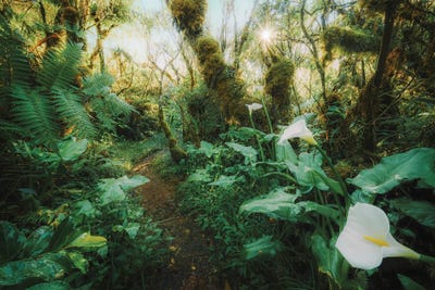 Eden Forest by Stefan Hefele framed canvas print