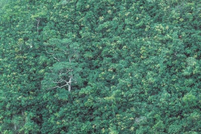 Green Wall by Stefan Hefele framed canvas print