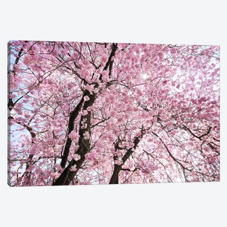 Cherry Blossom Canvas Print #STF27} by Stefan Hefele Canvas Wall Art
