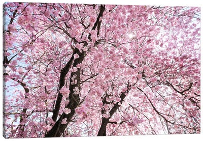 Cherry Blossom Canvas Art Print - Scenic & Nature Photography