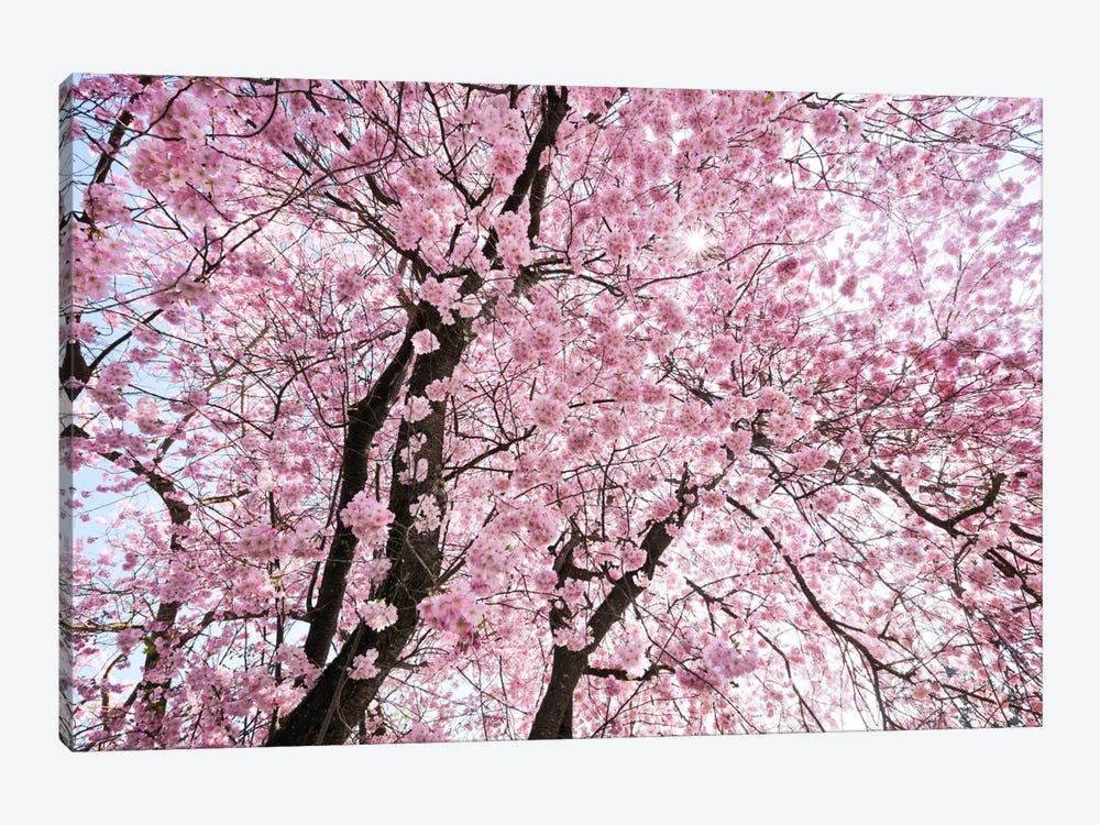 Cherry Blossom by Stefan Hefele 1-piece Art Print