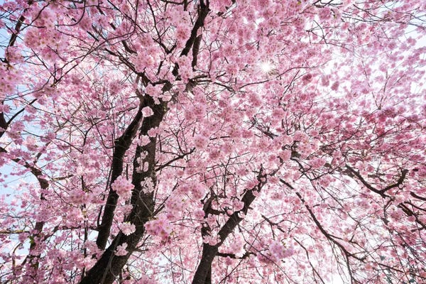 Tree Close-Ups: Cherry Blossom by Stefan Hefele
