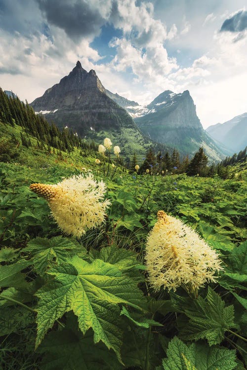 Late Spring In Glacier