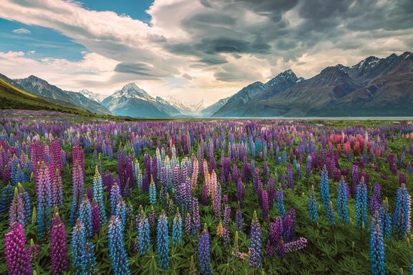 Layered Landscapes: Lupine Lands by Stefan Hefele