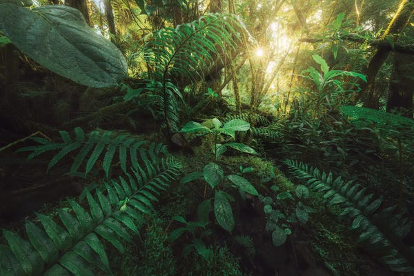 Fine Art Print: Morning In The Jungle by Stefan Hefele