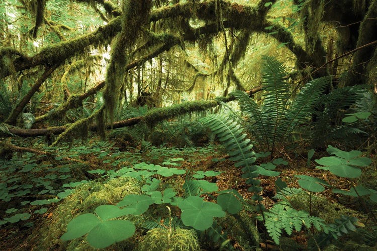 Mossy Cave