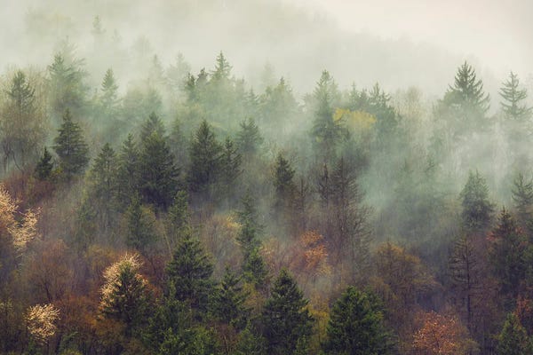 Stefan Hefele: Mystischer Nebelwald by Stefan Hefele