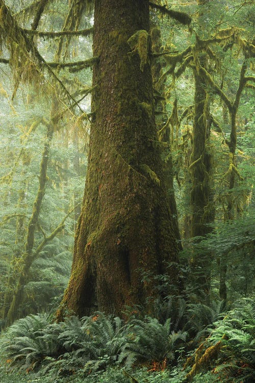 Secret Of The Forest IV