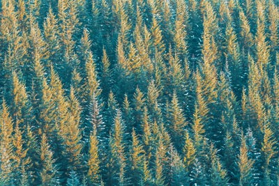 Spruce by Stefan Hefele multi panel art