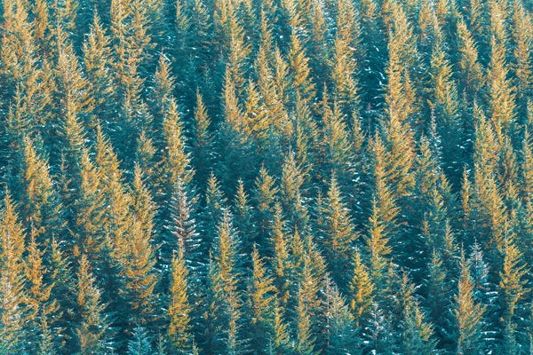 Aerial Photography: Spruce by Stefan Hefele