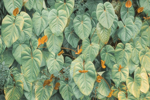 Fine Art Print: Tropical Foliage IV by Stefan Hefele