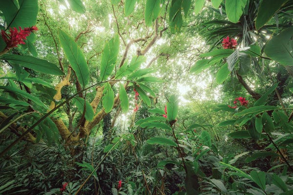 Fine Art Print: Tropical Foliage Jungle World by Stefan Hefele