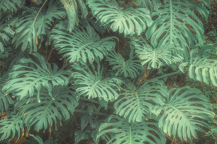 Tropical Foliage V