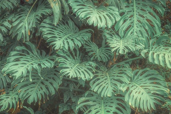 Fine Art Print: Tropical Foliage V by Stefan Hefele