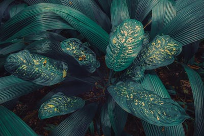 Tropical Foliage XV by Stefan Hefele acrylic art print