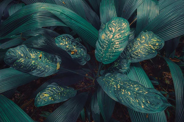 Stefan Hefele: Tropical Foliage XV by Stefan Hefele