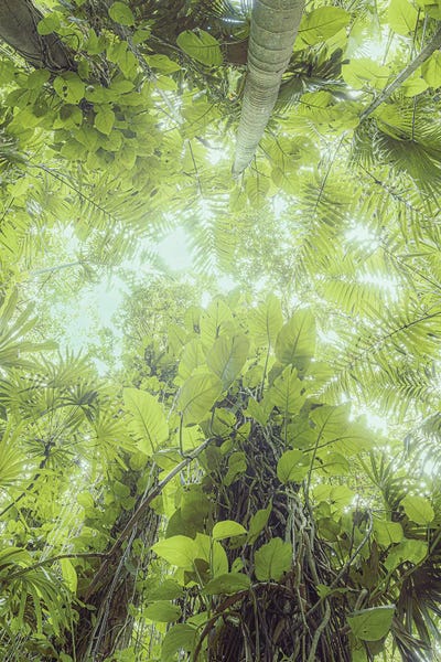 Stefan Hefele: Tropical Foliage XVI by Stefan Hefele