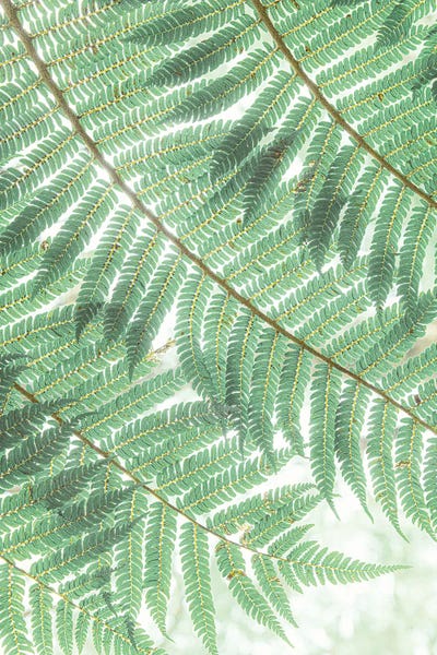 Tropical Foliage XXII by Stefan Hefele acrylic art print