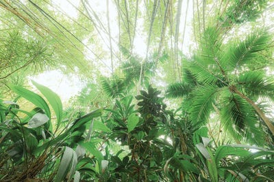 Tropical Foliage XXIV by Stefan Hefele acrylic art print