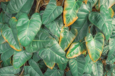 Tropical Foliage XXVI by Stefan Hefele acrylic art print