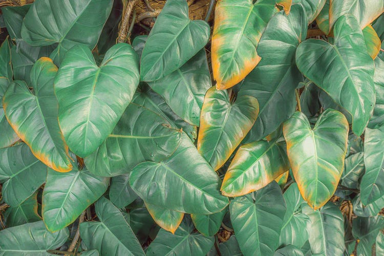 Tropical Foliage XXVI